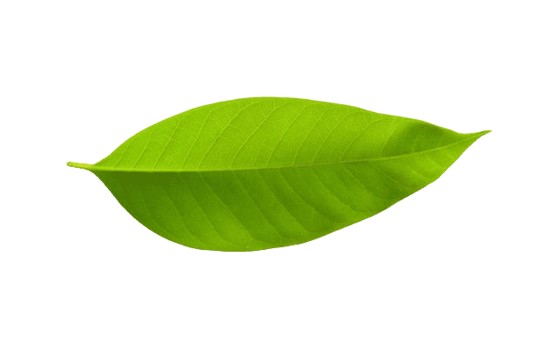 Leaf